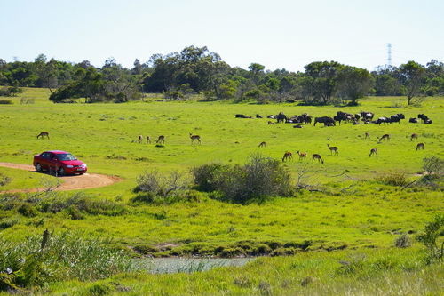 Kragga Kamma Game Park Hotel Port Elizabeth Luaran gambar